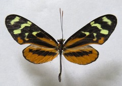 Mechanitis polymnia isthmia