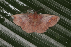 Thysanopyga abdominaria