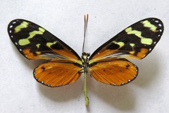 Mechanitis polymnia isthmia