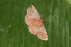 Thysanopyga abdominaria