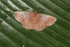 Thysanopyga abdominaria