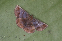 Thysanopyga abdominaria