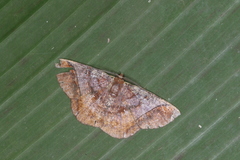 Thysanopyga abdominaria