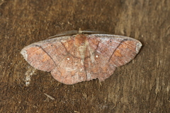 Thysanopyga abdominaria