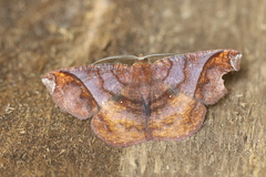 Thysanopyga abdominaria