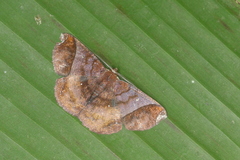 Thysanopyga abdominaria