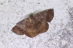 Thysanopyga abdominaria