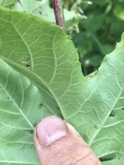 Passiflora adenopoda