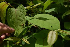 Lixus impressiventris