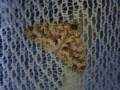 Trichopteryx miracula