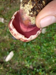 Rubroboletus