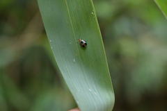Paridea angulicollis
