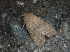 Orthosia paromoea