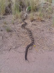 Crotalus durissus terrificus
