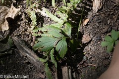 Phytomyza hydrophyllivora