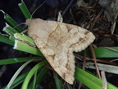 Orthosia aoyamensis