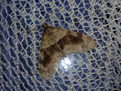 Trichopteryx fastuosa