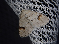 Venusia semistrigata