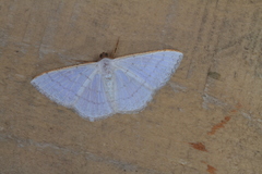 Image of Cirrhosoma trilinea