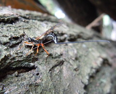 Ephialtes manifestator