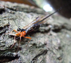 Ephialtes manifestator