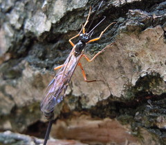 Ephialtes manifestator