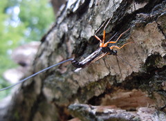 Ephialtes manifestator