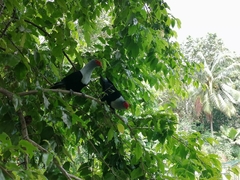 Alectroenas pulcherrimus