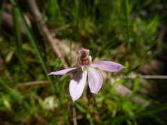 Caladenia pusilla