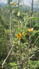 Cassiinae