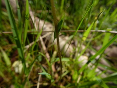 Caladenia pusilla