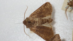 Tholera cespitis
