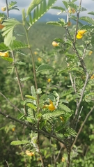 Cassiinae
