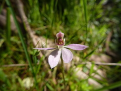 Caladenia pusilla