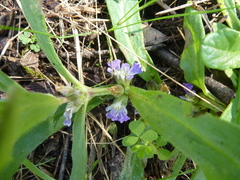 Ajuga australis