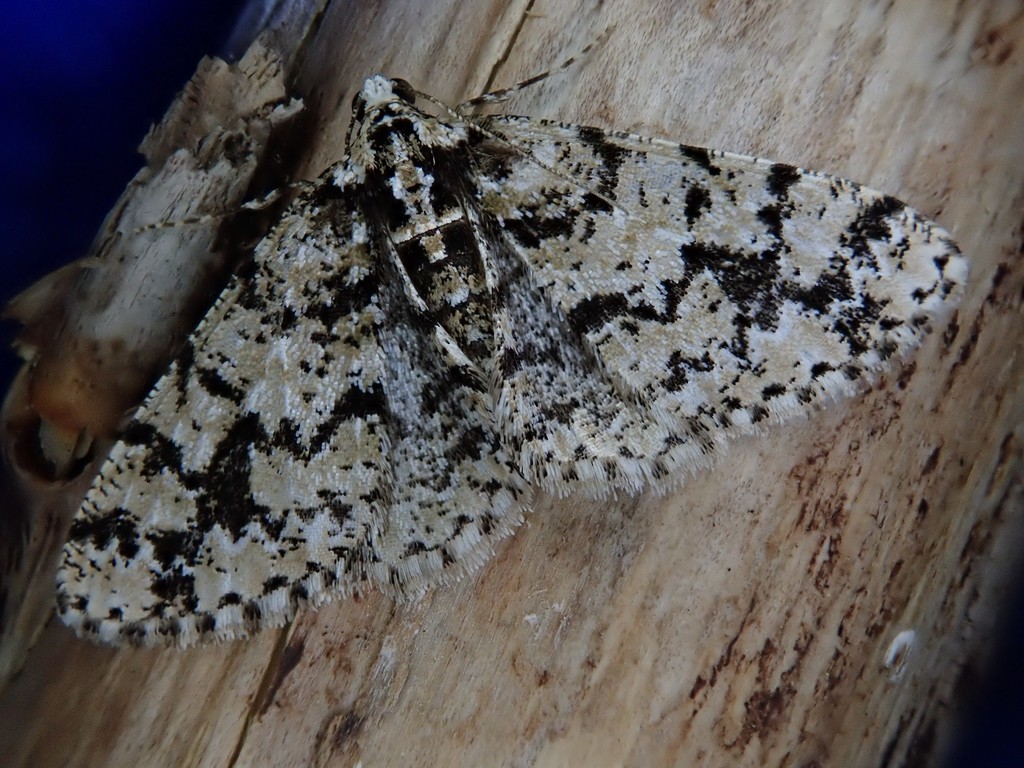 Myrioblephara cilicornaria