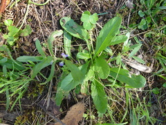 Ajuga australis
