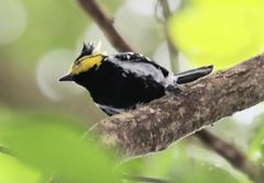 Machlolophus spilonotus