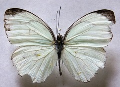 Itaballia demophile centralis