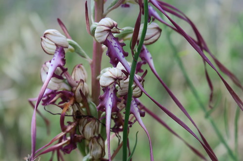 Image of Himantoglossum calcaratum by (c) Julia Moning, some rights reserved (CC BY)