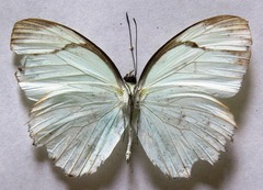 Itaballia demophile centralis