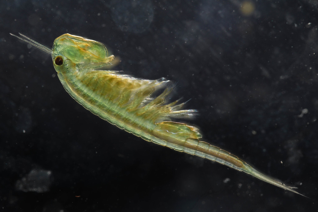 Tanymastigidae