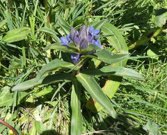 Gentiana cruciata cruciata