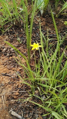 Hypoxis argentea