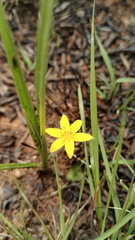 Hypoxis argentea