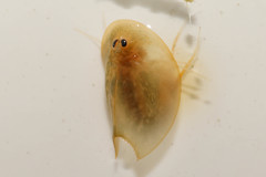 Triops cancriformis