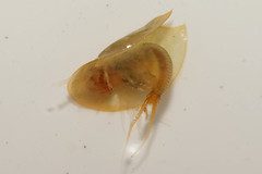 Triops cancriformis