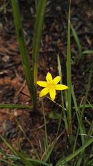 Hypoxis argentea