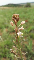 Trachyandra saltii