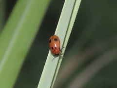 Coptocephala pallens